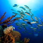 Šnorchlování a potápění na Bahamách