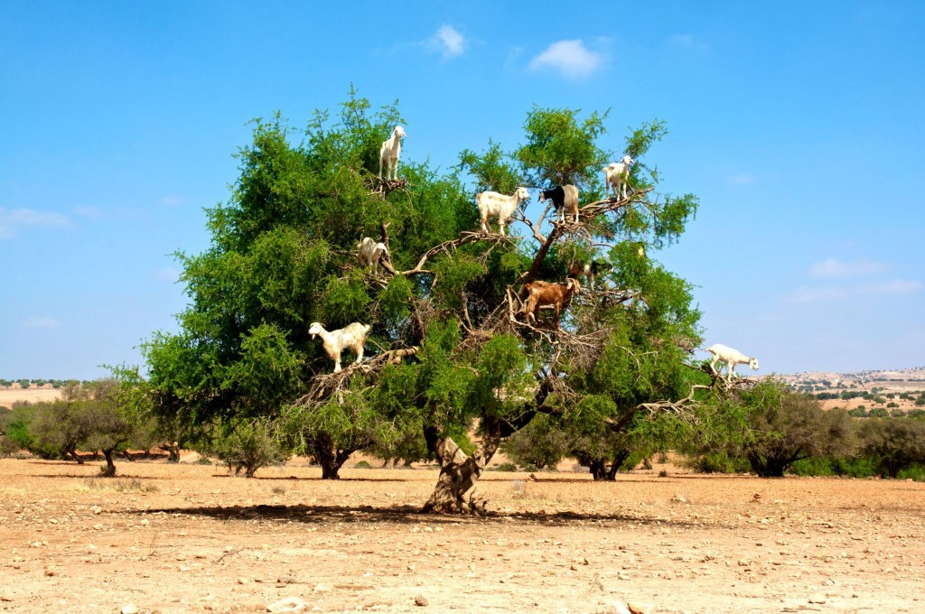 Strom v biosférické rezervace Arganeraie, na kterém kozy pojídají arganové ořechy