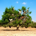 Strom v biosférické rezervaci Arganeraie, na kterém kozy pojídají arganové ořechy