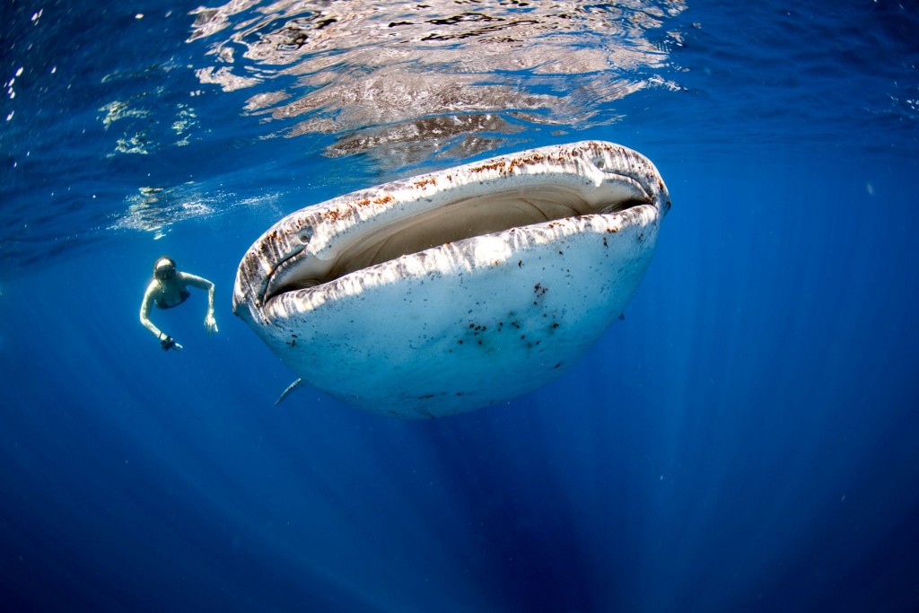Šnorchlování se žralokem velrybím