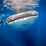 Šnorchlování se žralokem velrybím