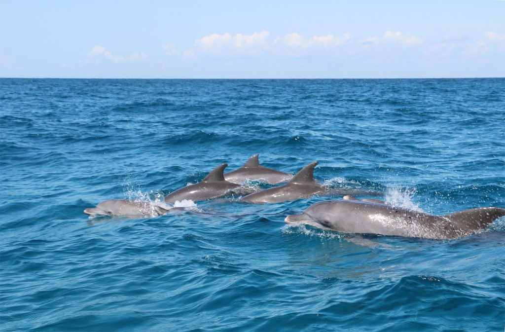 Výlet za delfíny z Kizimkazi