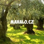 Olivovníky v Řecku