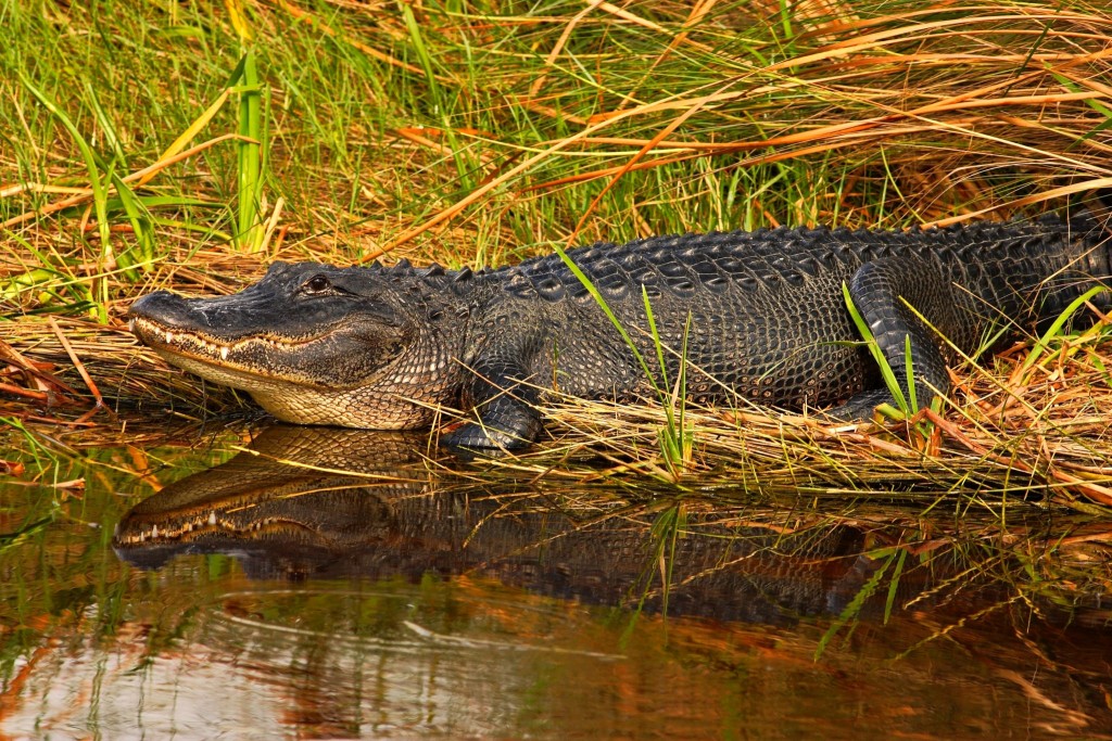 Aligátor v Everglades