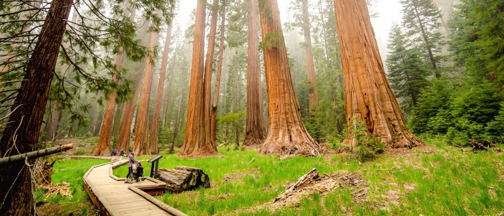 Big Trees Trail, Národní park Sequoia