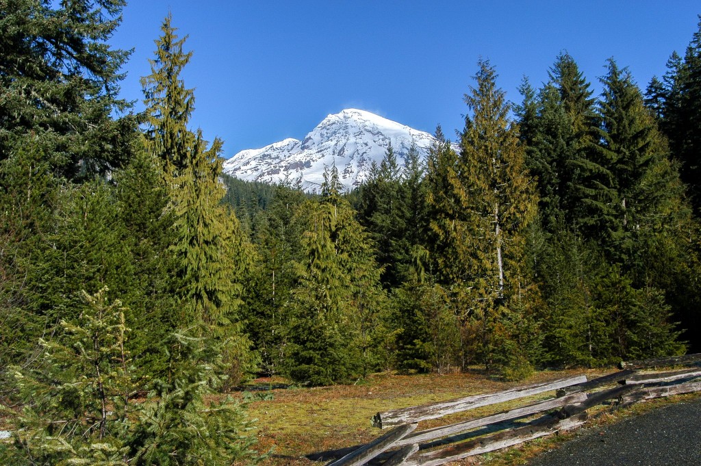 Hluboké lesy jsou typické pro oblast Longmire v NP Mount Rainier