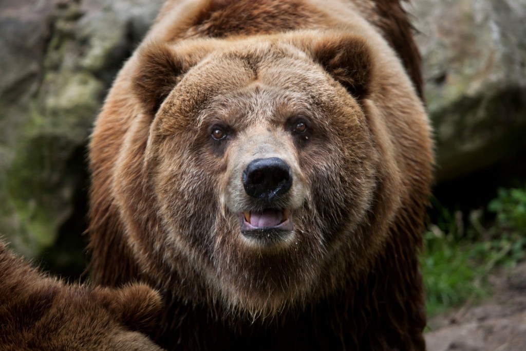 Medvěd Grizzly je jedno z nejnebezpečnějších zvířat USA