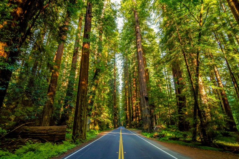 Národní park Redwood