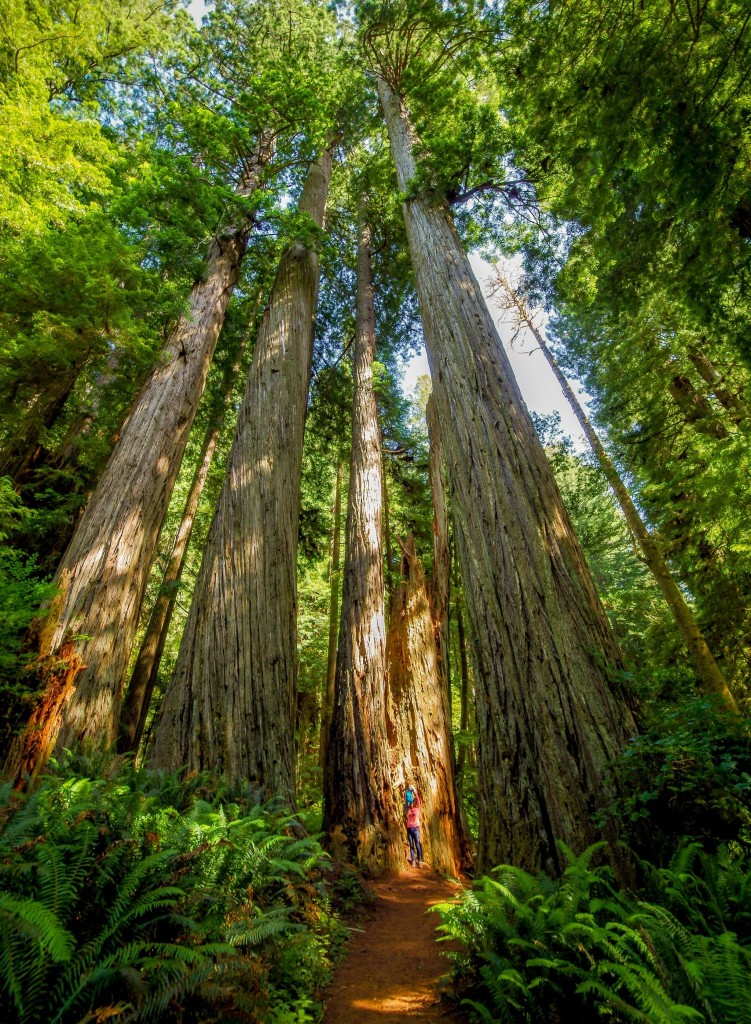 Obří stromy v národním parku Redwood