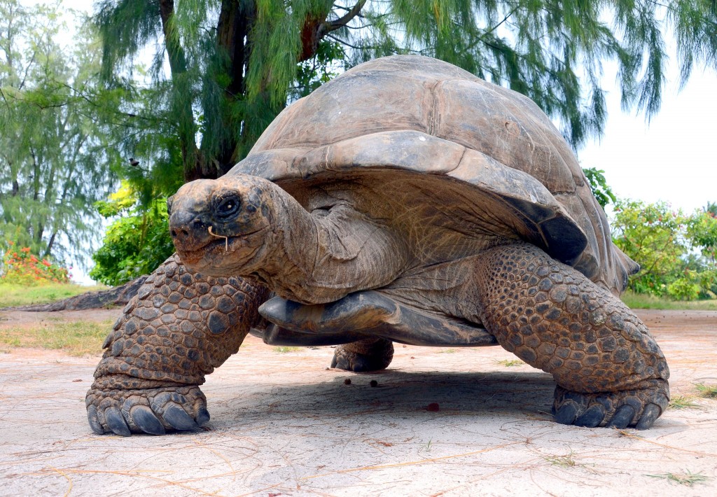 Obrří želva na Seychelách