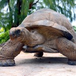 Obří želva na Seychelách