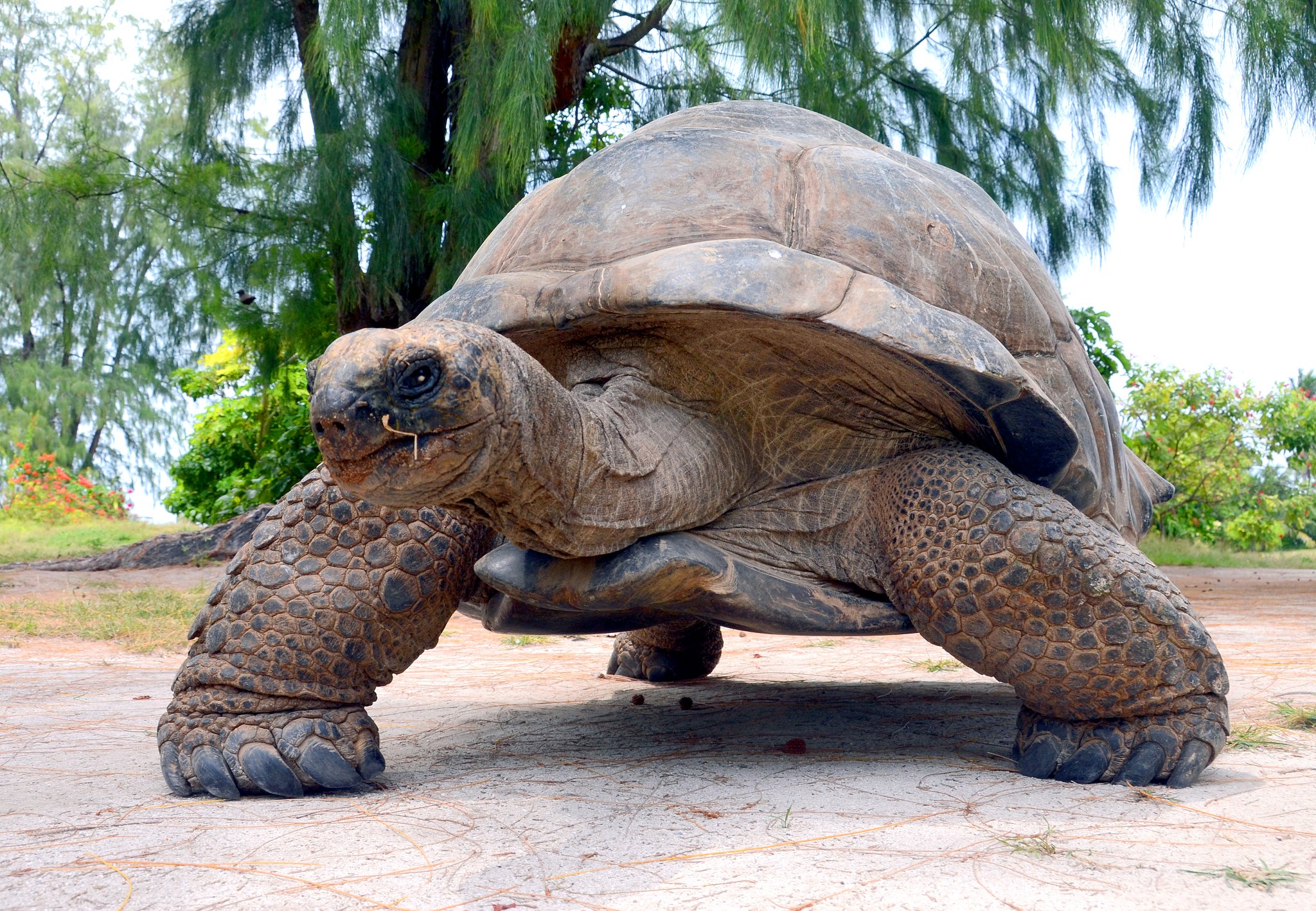 Большая галапагосская черепаха. Исполинская сейшельская черепаха. Галапагосская черепаха. Галапагосская гигантская черепаха. Гигантская черепаха Альдабра.