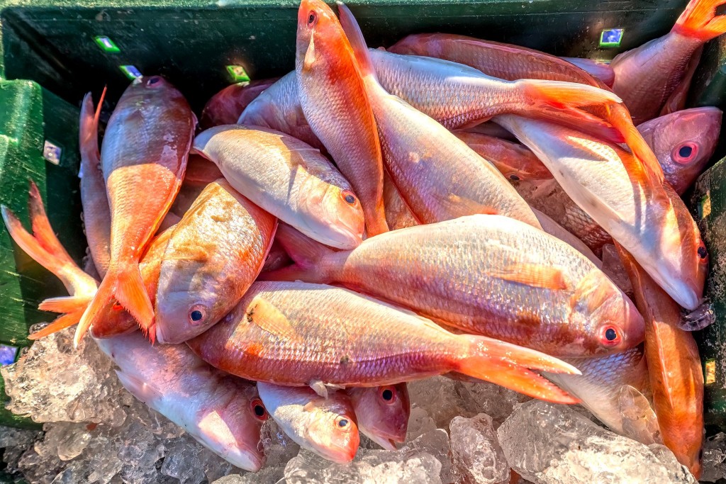 Red snapper - na Seychelách oblíbená ryba ke grilování