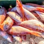 Red snapper - na Seychelách oblíbená ryba ke grilování