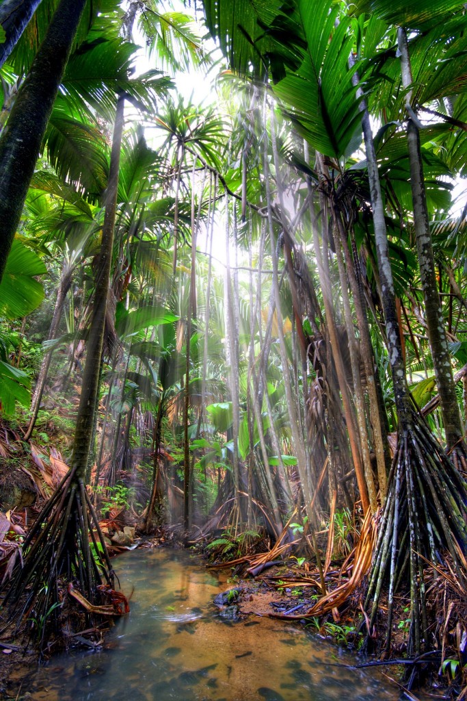 Tropický deštný les na Seychelách