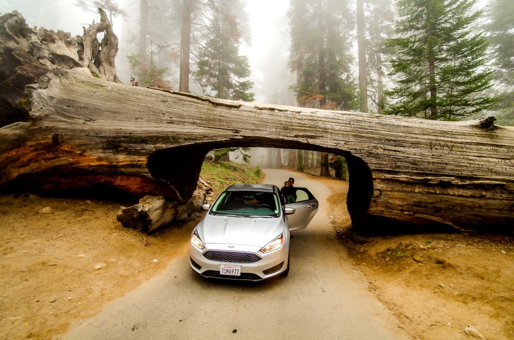 Tunnel log tree, NP Sequoia