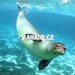 Tuleň v National Marine Park Alonisso