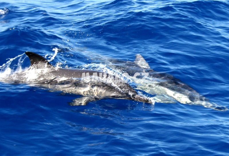Delfíni na Korfu