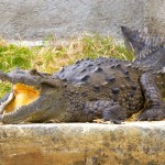 Krokodýl na břehu Black River