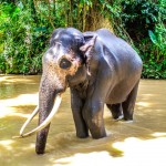 Koupání slona v řece - všimněte si zlomené levé přední nohy, sirotčinec tohoto slona pro jeho zranění vzal do své péče