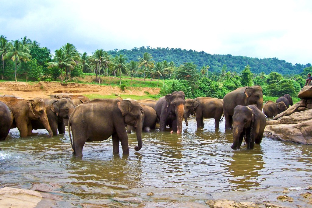 Pozorování slonů při koupání - Pinnawala elephant orphanage