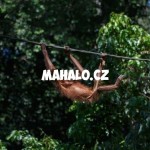 Orangutan v Sepiloku