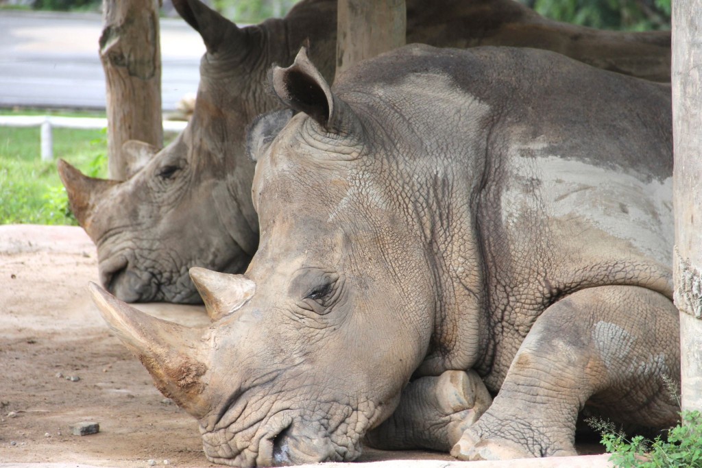 Indonéský dvourohý nosorožec
