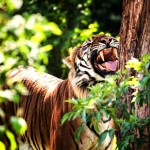 Malajský tygr