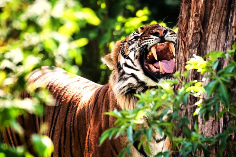 Malajský tygr