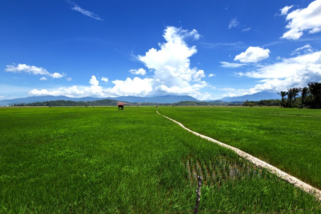 Typický výhled ve státě Kedah - rýžová pole