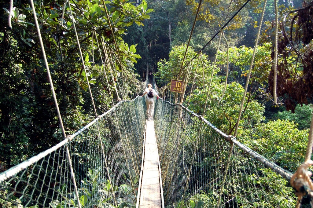 Canopy walkway v NP Taman Negara