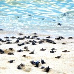 Malé želvičky se vrhají do moře na Želvích ostrovech