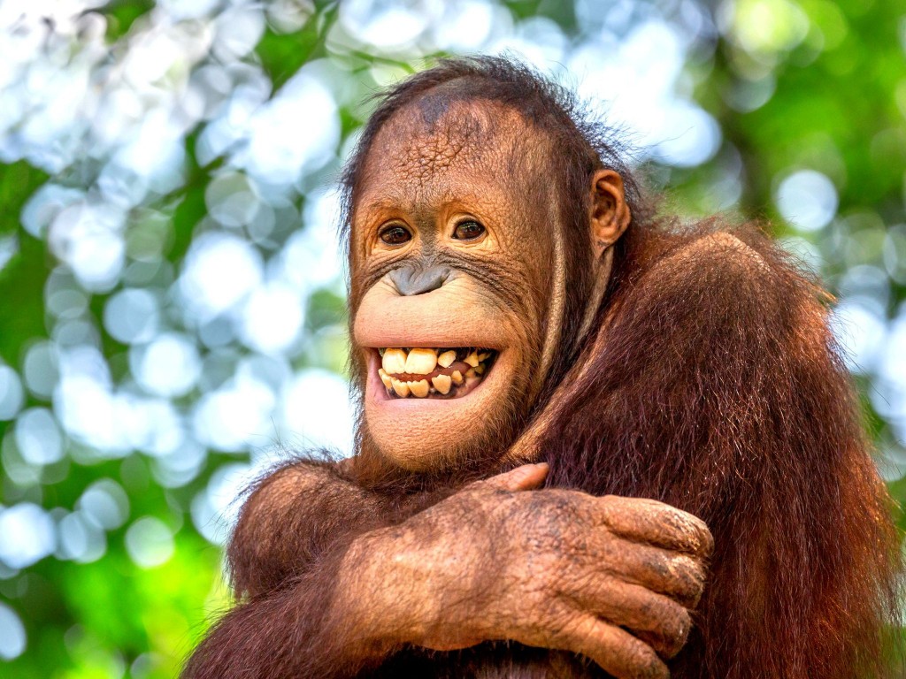 Orangutan obývající Národní park Batang Ai