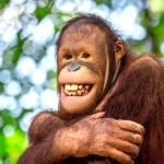Orangutan obývající Národní park Batang Ai