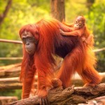 Orangutani v rehabilitačním centru Sepilok