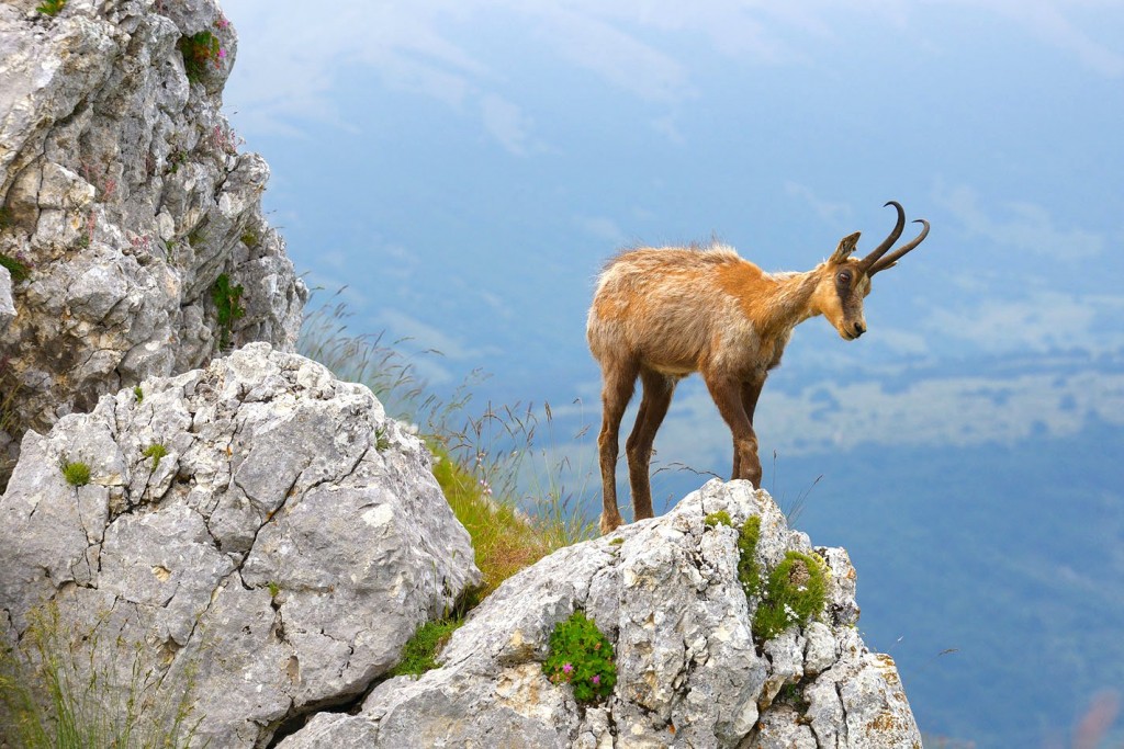 Obyvatel národního parku Abruzzo