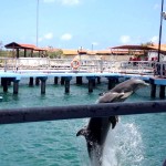 Delfinárium na Cayo Naranjo