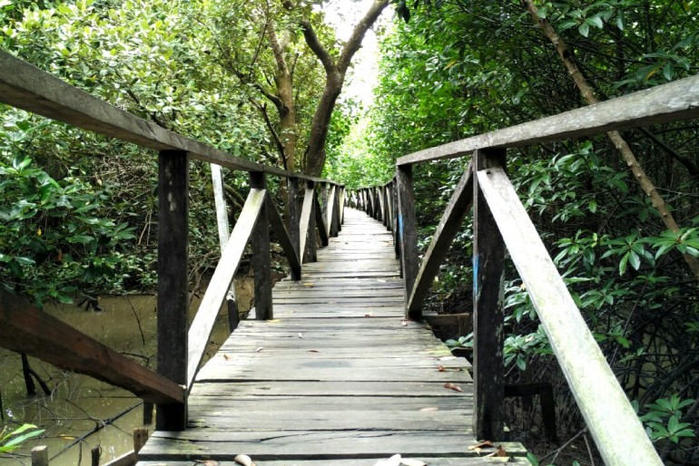 Margomulyo (mangrovový les)