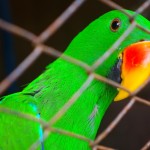 Papoušek v ZOO na ostrově Gili Meno