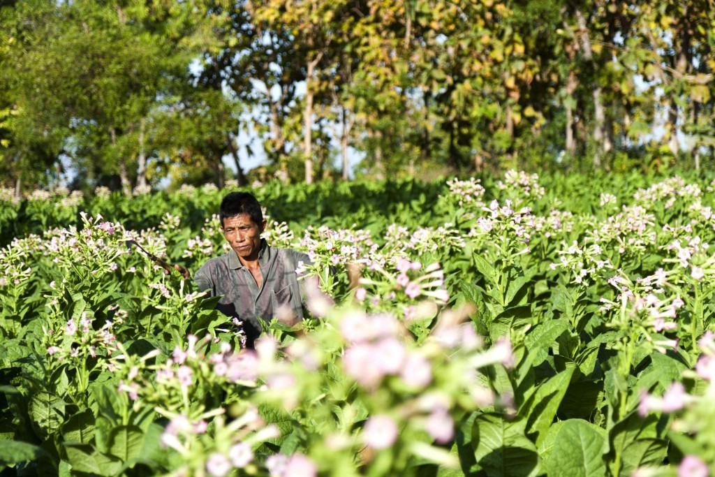 Pěstování tabáku na ostrově Madura