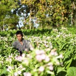 Pěstování tabáku na ostrově Madura