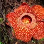 Rafflesia Arnoldi je hlavním lákadlem Přírodní rezervace Batang Palupuh
