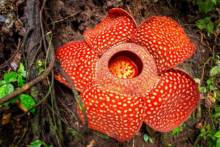 Rafflesia Arnoldi je hlavním lákadlem Přírodní rezervace Batang Palupuh