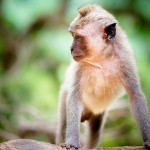 Tetebatu je známé velkým množstvím makaků