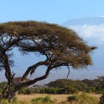 V národním parku Mt. Kenya