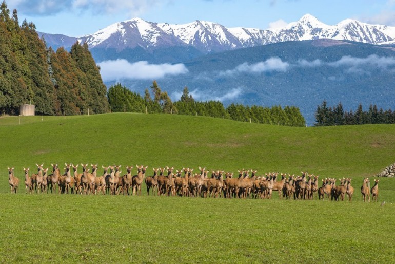 Pastviny na Novém Zélandu