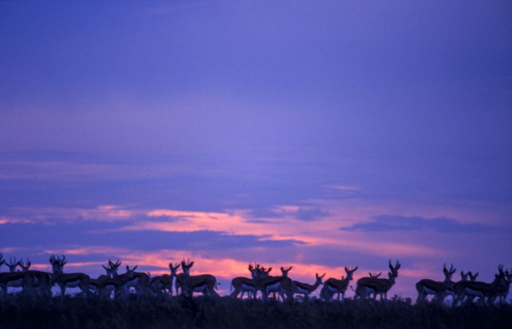 Central Kalahari Reserve