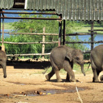 Krmení slůňat v Elephant Transit Home, Srí Lanka