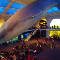 Velryba v muzeu přírodní historie 