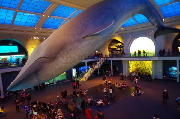 Velryba v muzeu přírodní historie